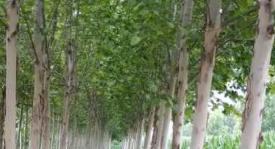 如何提升法桐苗木成活率？